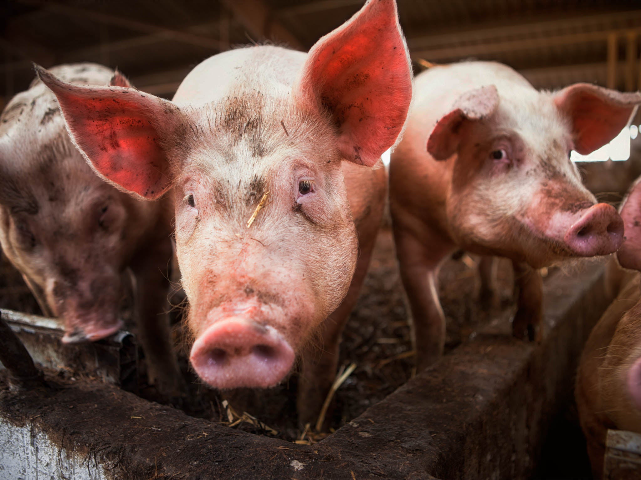 woman-saves-burning-pregnant-pigs-after-seeing-livestream-of-barn-fire